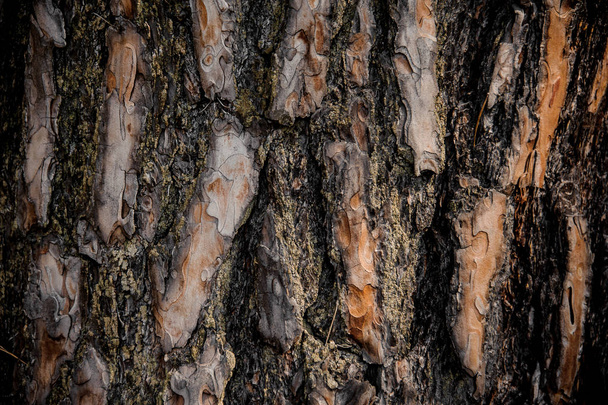 Textured background of a dark brown colored naturally ornate bark on the aged tree in the autumn forest - Fotoğraf, Görsel