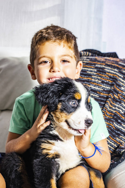 Little child with puppy of Bernese. - Photo, Image