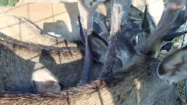 одомашненные олени едят на ферме
 - Кадры, видео
