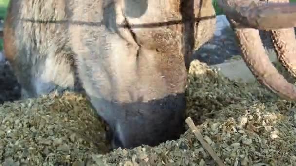 venados domesticados comiendo en una granja
 - Imágenes, Vídeo