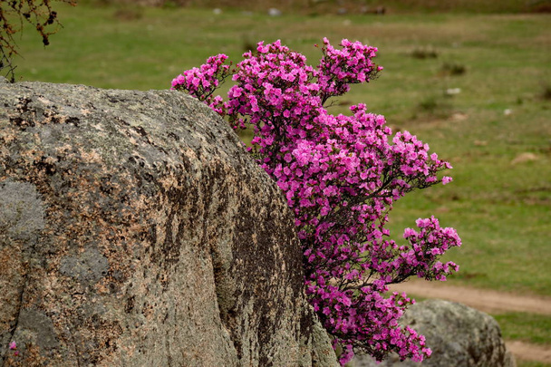 Росія. Південний Західний Сибір, весняні квіти Алтайських гір. Рододендрон. Період її цвітіння є основною подією весни в горах Алтаю, що приваблює багатьох туристів.. - Фото, зображення
