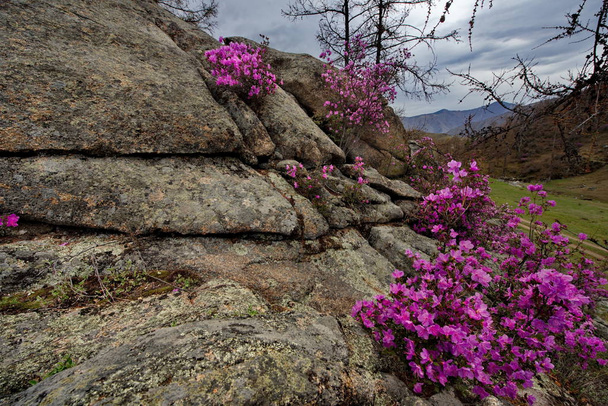 Oroszország. Nyugat-Szibériától délre, az Altai-hegység tavaszi virágai. Rhododendron. Virágzásának időszaka a tavasz fő eseménye az Altai-hegységben, amely sok turistát vonz. - Fotó, kép