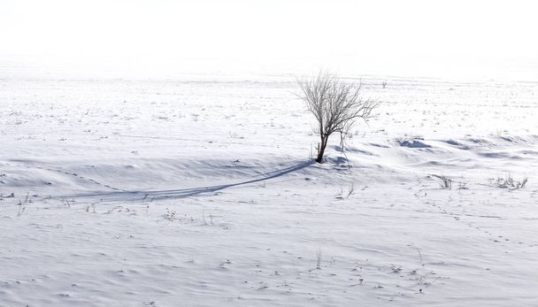 winter landscape with tree covered with ice in the countryside - Foto, afbeelding