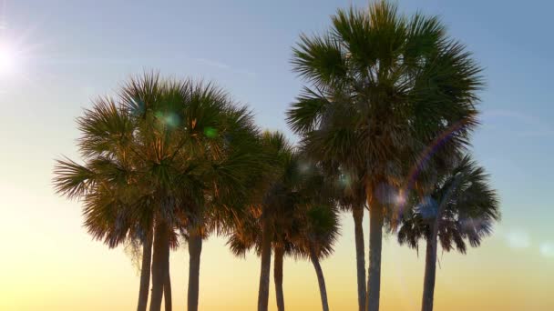 Pálma fák naplemente, arany, kék ég háttérvilágítás a Földközi-tenger. A trópusi szigeten strand. Pálmafák, a Santa Monica beach. Tetejét a pálmafák, a napfényes ég háttere. Lencse fényfolt hatása. - Felvétel, videó