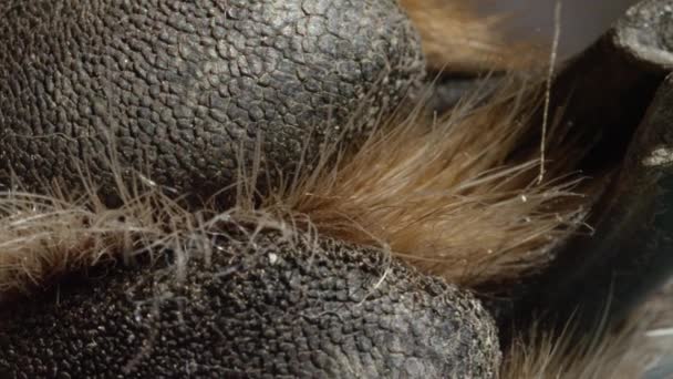 Közelről a makró mélységélesség: Kutya szőrös láb és claws részlete - Felvétel, videó