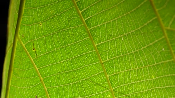 Makro pchnięciu zielony liści i roślin zostały przeanalizowane - Materiał filmowy, wideo