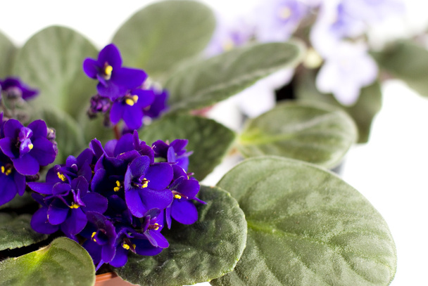 dark purple African violets on a white background - Photo, Image
