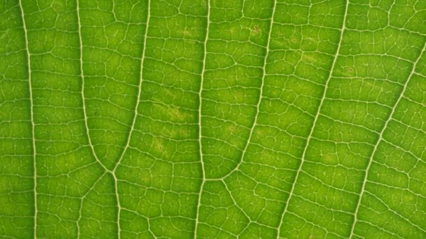 Macro-opname van groene bladeren en planten is geanalyseerd - Video