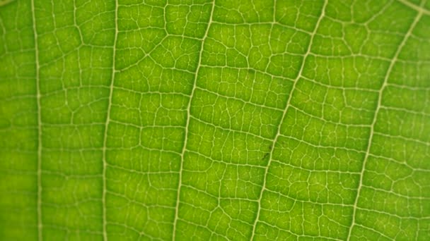 Makro laukaus vihreät lehdet ja kasvit on analysoitu
 - Materiaali, video