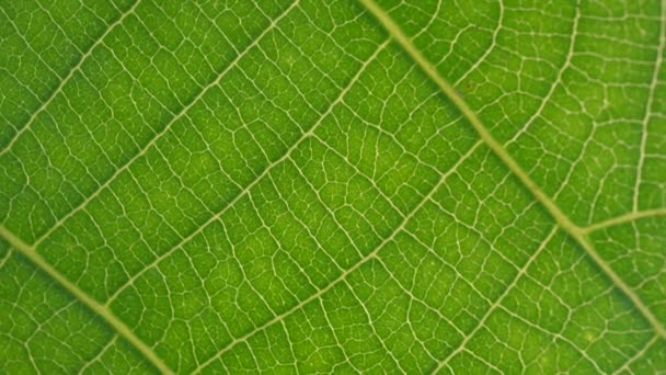 Macro shot de folhas verdes e plantas foram analisadas
 - Filmagem, Vídeo