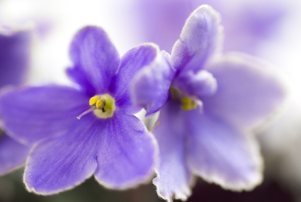 Macro abstract African Violet (Saintpaulia) flowers - Fotografie, Obrázek