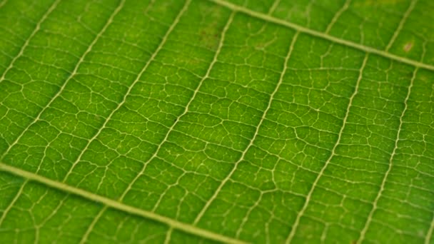 Macro shot de hojas verdes y plantas ha sido analizado
 - Metraje, vídeo
