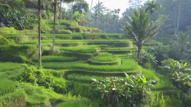 Anténa: Létání nad krásné zvlněné rýžové terasy obklopené svěžími palmami v mlhavé tropický deštný prales. Zaplavené rýžové terasy na slunném svahu v džungli. Zavlažované rýže plantáž - Záběry, video