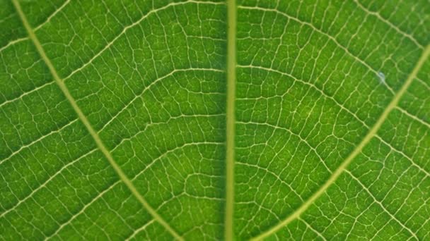 Проаналізовано макрознімок зелених листків та рослин
 - Кадри, відео