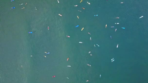Εναέρια Top-Down: Σέρφερς αρχάριους που μαθαίνουν να σερφάρετε με μεγάλο ιστιοσανίδες και longboards στο ηλιόλουστο σημείο surf Canggu. Πλήθη των σέρφερ στον ωκεανό αλίευση κύματα σπάσιμο στην ονειρική ηλιόλουστο νησί Μπαλί - Πλάνα, βίντεο