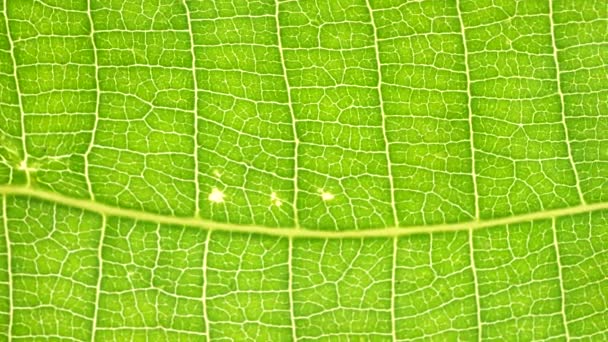 Makro snímek zelené listy a rostliny byly analyzovány - Záběry, video
