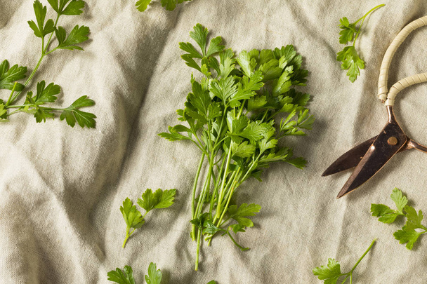 Organic Flat Leaf Italian Parsley in a Bunch - 写真・画像