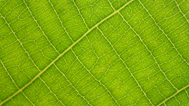 Macro shot de folhas verdes e plantas foram analisadas
 - Filmagem, Vídeo