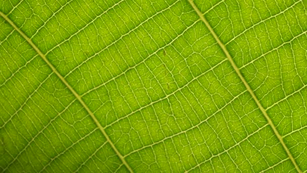 Крупним планом зелений лист в природі
 - Кадри, відео