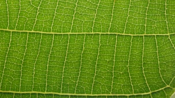 close-up van een groen blad in de natuur - Video