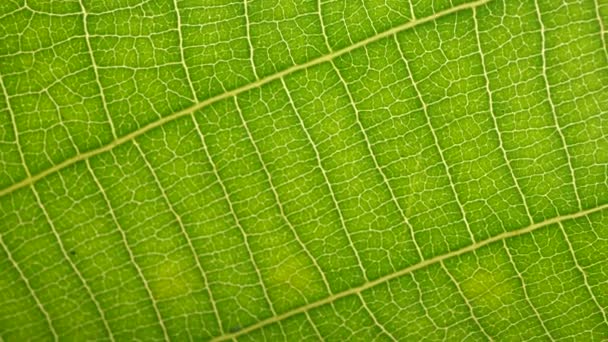 close-up van een groen blad in de natuur - Video