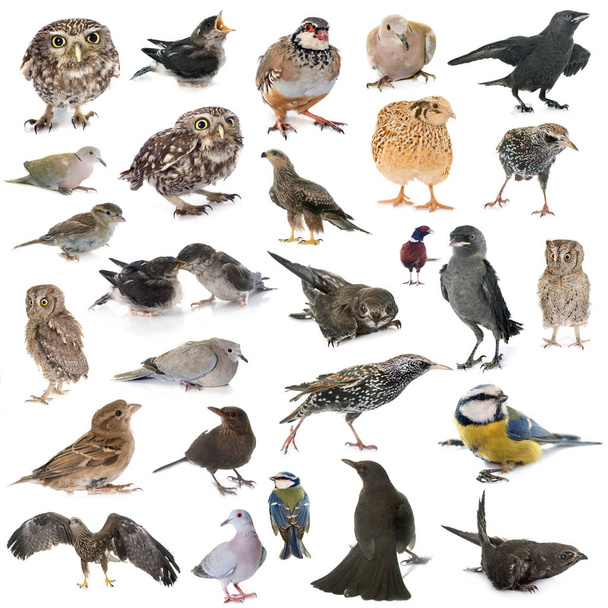 luonnonvaraisista linnuista koostuva ryhmä valkoisen taustan edessä
 - Valokuva, kuva