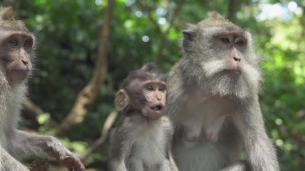 Nahaufnahme: Nette balinesische Affenfamilie mit langen Schwänzen, die Banane isst. Säuglingsmakaken kauen Nahrung im sonnigen Affenwald ubud, bali, Indonesien. Makaken-Weibchen füttern Affenbaby in üppig bewachsener Natur - Filmmaterial, Video
