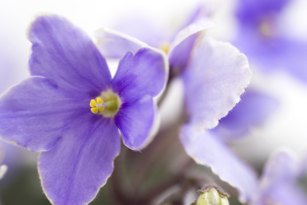 Flores macro abstractas de violeta africana (Saintpaulia)
 - Foto, Imagen