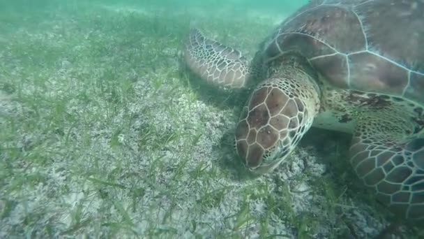 Sualtı ağır çekim yakın kadar yeşil deniz açık okyanus gölünde yüzmeye seagrass üzerinde besleme kaplumbağa. Büyük deniz kaplumbağa yüzme sığ suda ve Meksika denizin dibindeki çimlere deniz yemek - Video, Çekim