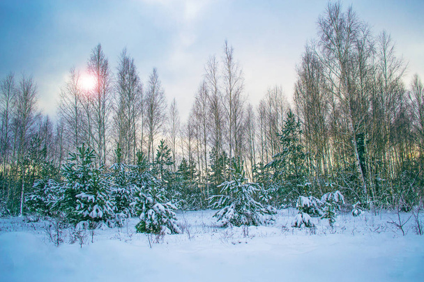 Gefrorener Winterwald mit schneebedeckten Bäumen. - Foto, Bild