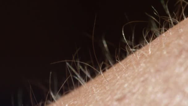 CLOSE UP MACRO DEPTH OF FIELD: Detalhe da pele e do cabelo no braço da fêmea. Cabelo claro crescendo a partir de pele branca brilhante
 - Filmagem, Vídeo