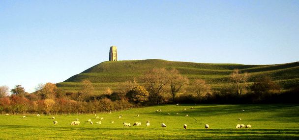 Sheep peacefully graze in a meadow in the shadow of the mystical ancient tower on Glastonbury Tor in Somerst, England - Photo, Image