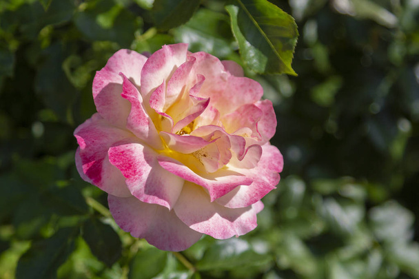Закрыться от дикой розы в саду
 - Фото, изображение