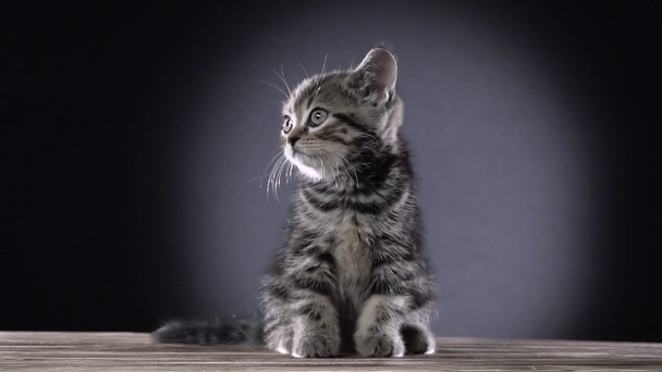 Kleine gestreepte Schotse rechte kitten zit op een houten vloer. Zwarte achtergrond. Slow motion - Video