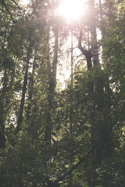 die Sonne blickt durch den Mammutwald am Muir-Wald - Foto, Bild