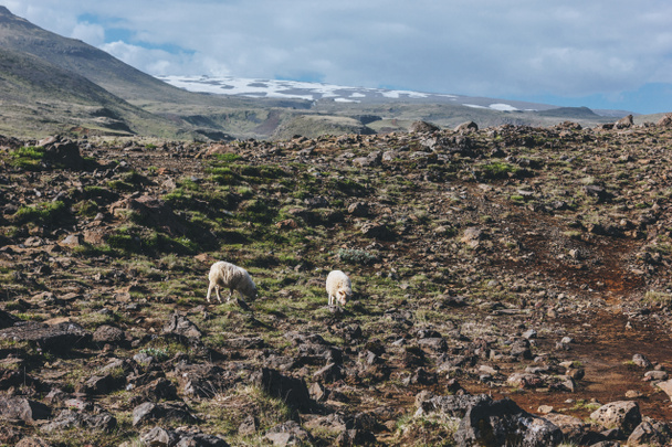 distant view of sheep grazing in beautiful meadow in Iceland - Фото, изображение