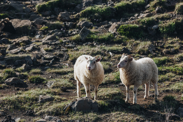 sheep - Photo, image