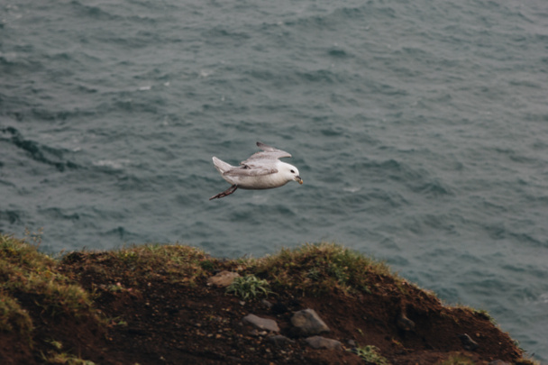 seagull flying above wavy sea during daytime in Iceland  - Photo, Image