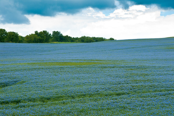 campo de alfalfa
 - Foto, imagen