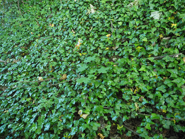 bluszcz (Hedera) rośliny przydatne jako tło - Zdjęcie, obraz