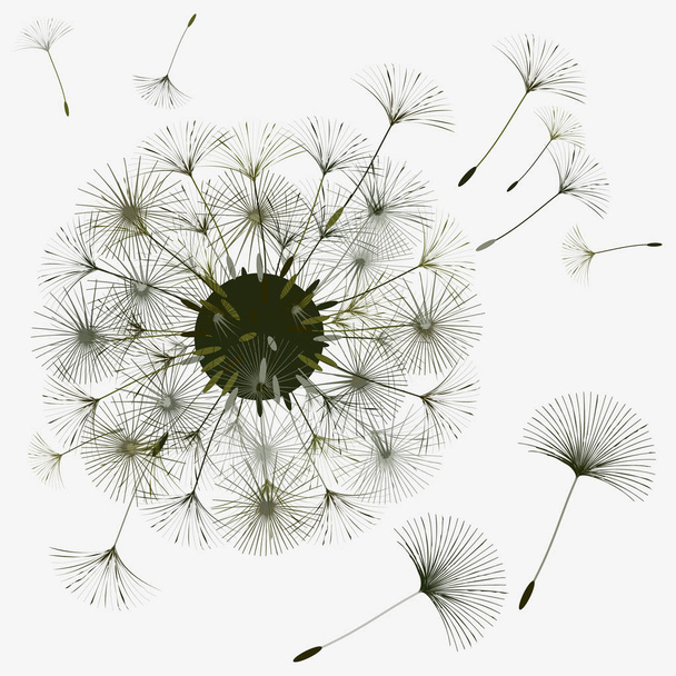 Abstract background of a dandelion for design.  - Vector, Image