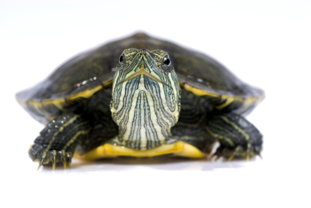 Beyaz arka plan üzerinde turtle - Fotoğraf, Görsel