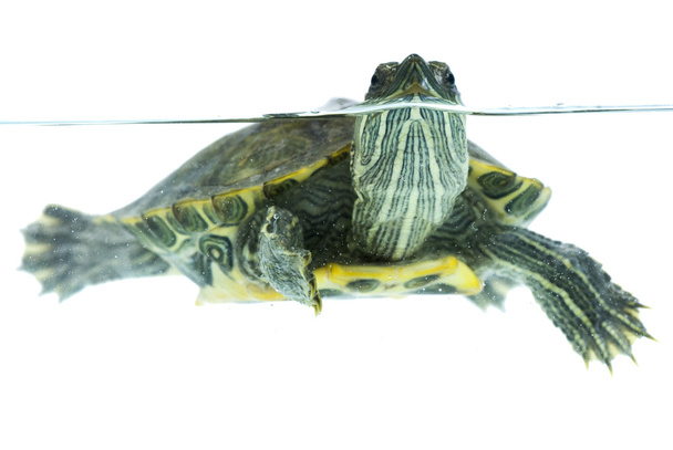 teknős medence - Fotó, kép