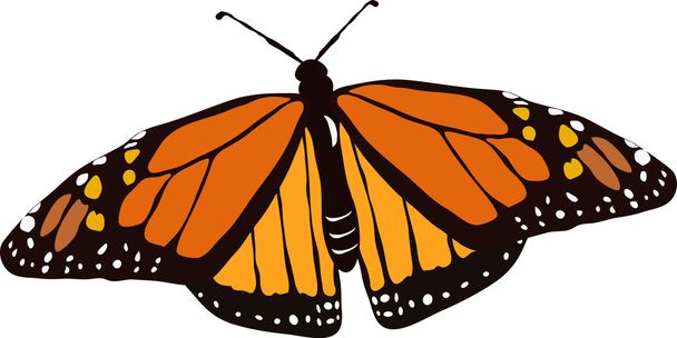 Monarkki perhonen lennossa
 - Vektori, kuva