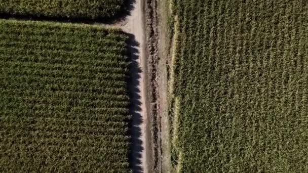 Сахарный тростник поле в течение дня в Jacobs Ну, Голд-Кост, Квинсленд
 - Кадры, видео