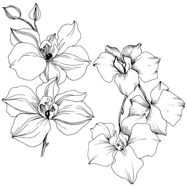 Векторна тропічна квітка орхідеї. Квіткова ботанічна квітка. Ізольований елемент ілюстрації. Векторний дикий квітка для тла, текстури, візерунка обгортки, рамки або рамки
. - Вектор, зображення