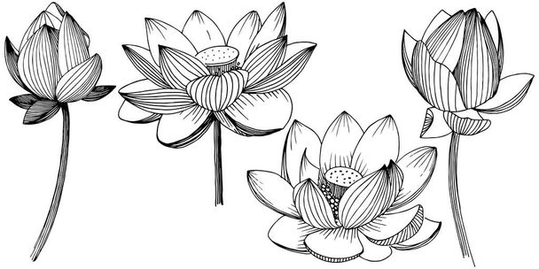 Fleur de lotus vectorielle. Fleur botanique florale. Élément d'illustration isolé
. - Vecteur, image