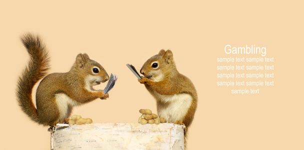 Eichhörnchen spielen Karten für Erdnüsse. - Foto, Bild