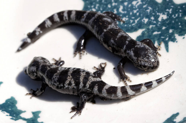 Сетчатый Flatwoods Salamander - Ambystoma bishopi Alabama USA Амфибия
 - Фото, изображение