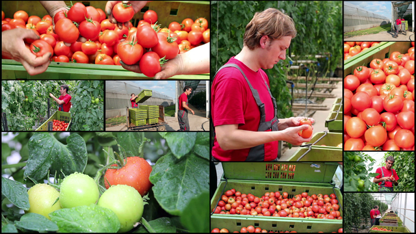 Tomates creciendo en un invernadero - Collage
 - Metraje, vídeo